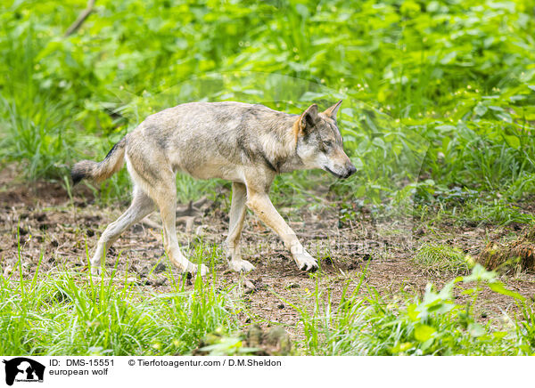 Europischer Wolf / european wolf / DMS-15551