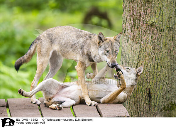 junger Europischer Wolf / young european wolf / DMS-15552