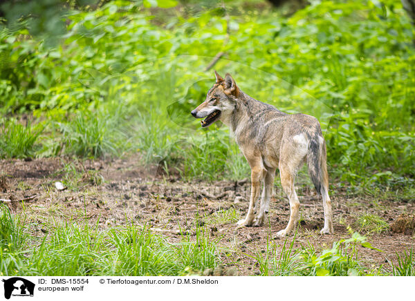 Europischer Wolf / european wolf / DMS-15554