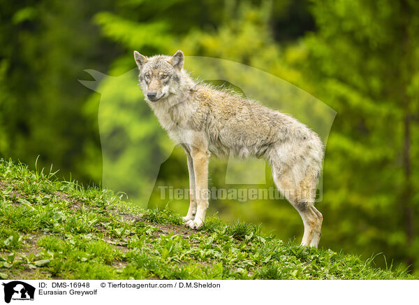 Eurasischer Wolf / Eurasian Greywolf / DMS-16948
