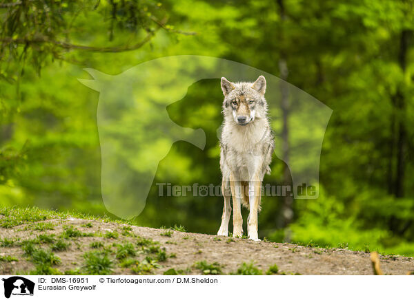Eurasischer Wolf / Eurasian Greywolf / DMS-16951
