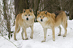 standing European wolfs