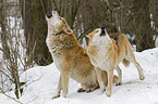 howling European wolfs