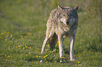 standing European wolf