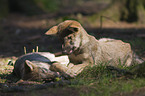 playing European wolf cubs