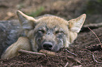sleeping European wolf cub