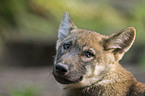European wolf cub portrait