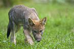 walking European wolf cub