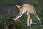 standing European wolf cub