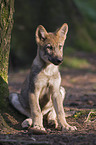 sitting European wolf cub