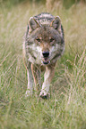 running European wolf