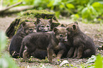 European wolf cubs