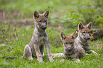 European wolf cubs