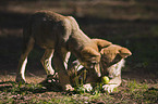 playing European wolf cubs
