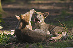 playing European wolf cubs