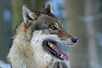 European wolf portrait