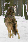 howling European wolf