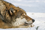 sleeping European wolf