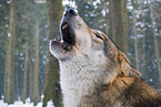 howling European wolf