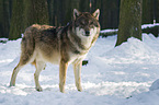 standing European wolf