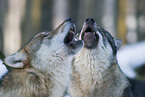 howling European wolfs