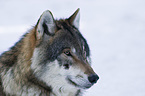 European wolf portrait