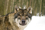 European wolf portrait