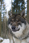 European wolf portrait