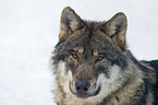 European wolf portrait