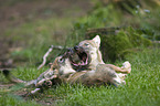 playing European wolf cubs