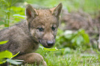 European wolf cub