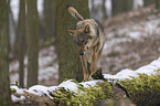 walking European Gray Wolf