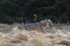 running European Gray Wolf