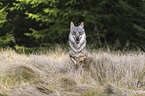 running European Gray Wolf