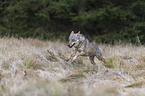 running European Gray Wolf