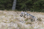 running European Gray Wolf