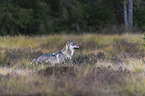 standing European Gray Wolf