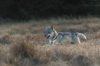 running European Gray Wolf