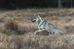 running European Gray Wolf