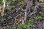 eurasian grey wolf