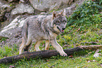 eurasian grey wolf