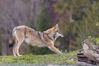 eurasian grey wolf