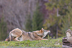 eurasian grey wolf