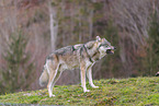 eurasian grey wolf