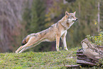 eurasian grey wolf