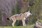eurasian grey wolf