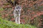 eurasian grey wolf
