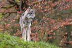 eurasian grey wolf