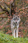 eurasian grey wolf