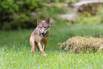 Eurasian wolf